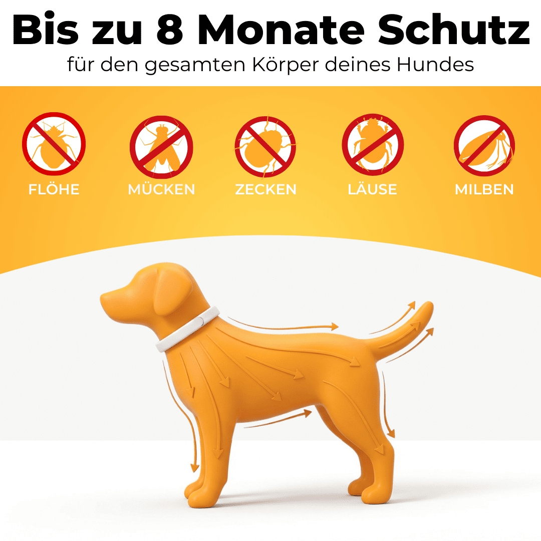 Collar ajustable para perros
