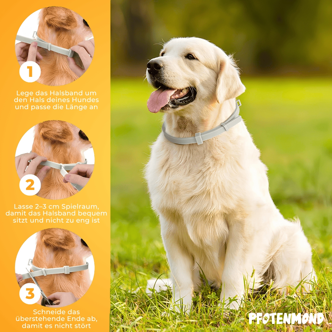 Collar ajustable para perros