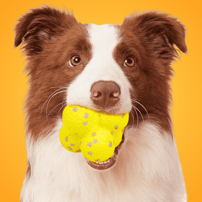 Pelota Mordimágica